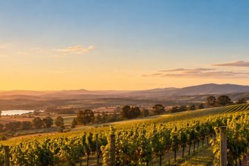 Vineyards and orchard at sunrise with farm workers harvesting
